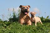AMSTAFF  ADULT & PUPPIES 076